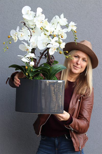 Manfredo Antracyt, ekskluzywny storczyk w donicy