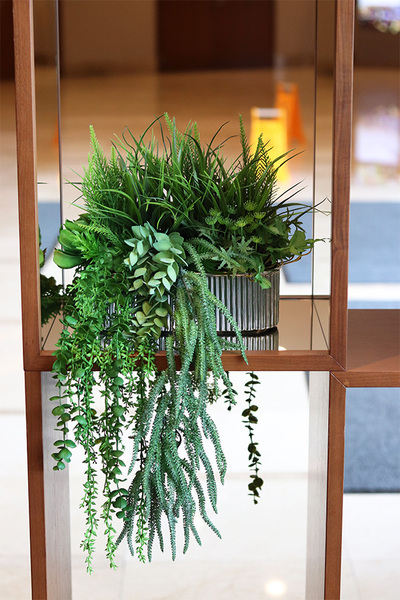 Hilton Green, kompozycja sukulenty w srebrnej donicy