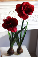 Amarylis Czerwony, sztuczna roślina z cebulką