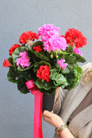 Pelargonie Dorotea, komplet dekoracji nagrobnych