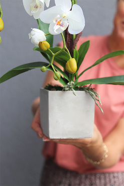 filigranowy storczyk Betonna, wys.60cm 