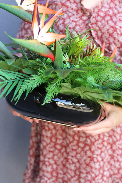 Strelicja Hotelia, podłużna kompozycja w misie