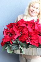 Gwiazda Betlejemska Hilton, wysokiej jakości sztuczna roślina