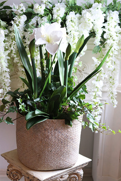 Amarylis Biel w koszu z trawy, wys.75cm