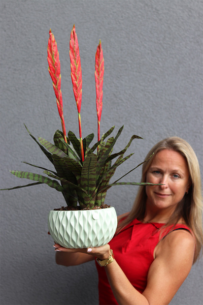 Bromelia Pistacio, sztuczna roślina w doniczce