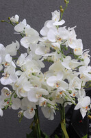 Laos Macadamia, sztuczny storczyk w donicy