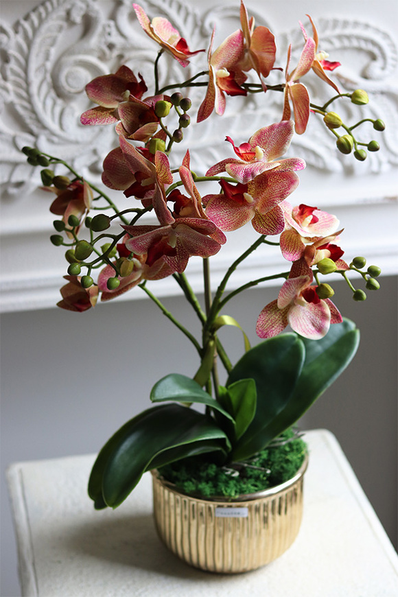 Clementina Granada, gumowy storczyk