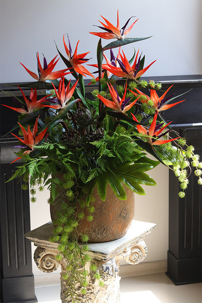 Gold Princera Strelicja 2, kompozycja w złotej donicy