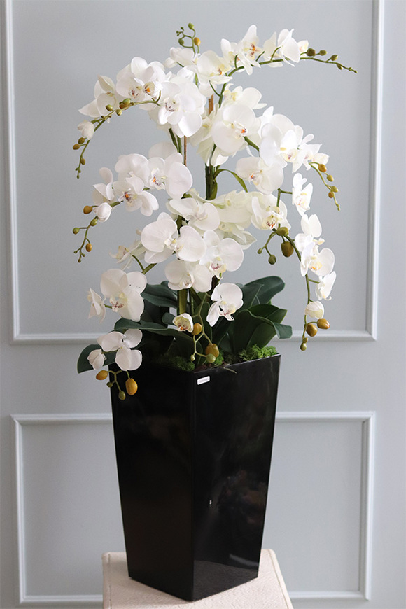 Mediolan Black New, storczyk podłogowy w czarnej donicy, wys.120cm