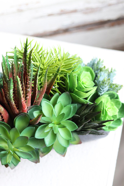 Begra Black, kompozycja sukulenty w podłużnej donicy, wym.27x38cm