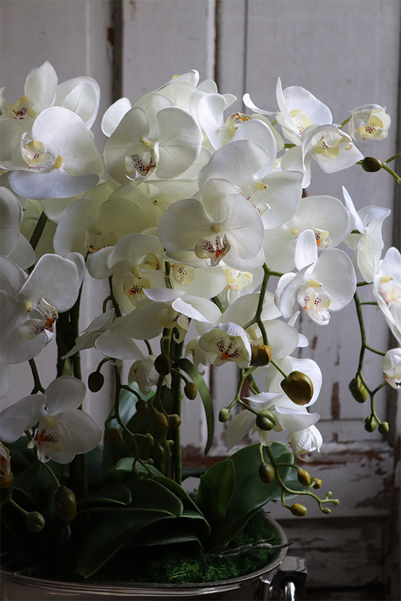 Alessio 2, ekskluzywny storczyk w coolerze, wys.72cm