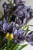 Violet Antique, gumowy storczyk cymbydium w doniczce