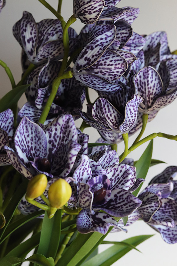 Violet Antique, gumowy storczyk cymbydium w doniczce