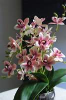 Heliana Basics, gumowy storczyk w srebrnym naczyniu