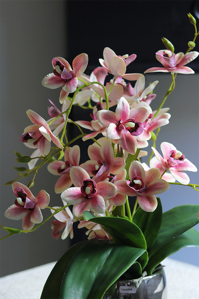 Heliana Basics, gumowy storczyk w srebrnym naczyniu