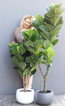 Fikus Dębolistny Walter Grey, sztuczna roślina w donicy fiberglass, wys.175cm