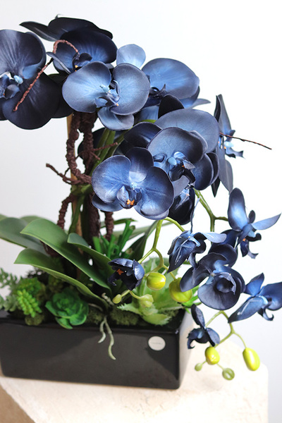 Blue at Home, granatowy storczyk w podłużnej donicy