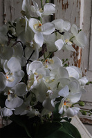 White Pearl Carrington, wysokiej jakości sztuczny storczyk