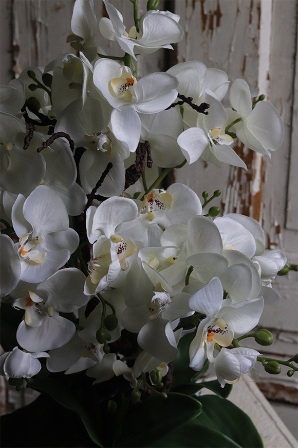 White Pearl Carrington, wysokiej jakości sztuczny storczyk