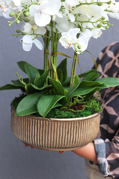 elegancki storczyk w złotej misie Verusta 2