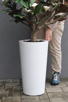 sztuczne drzewko Magnolia Fiberglass w donicy