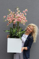 Fiberglass Cherie, gumowy storczyk w białej donicy