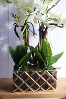 Diamondo Gold 4, storczyk w złotej donicy wysadzanej kryształami