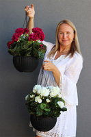 Pelargonia White, kompozycja pelargonie w wiszącej donicy