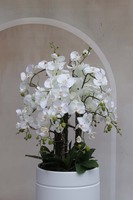 Madrid Rotto, duży storczyk podłogowy w białej donicy, wys.154cm  