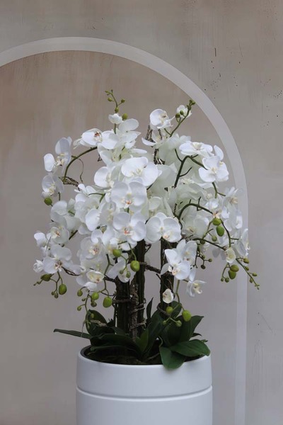 Madrid Rotto, duży storczyk podłogowy w białej donicy, wys.154cm  