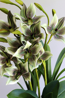Jenny Harlow Green, gumowy storczyk w donicy