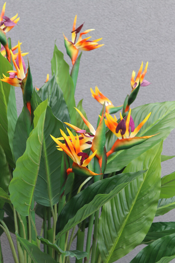 Strelicja Fiberglass Bahama 2, egzotyczna kompozycja w donicy