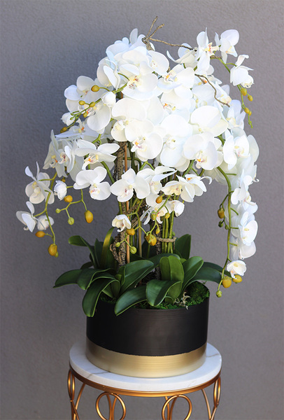 Blackisto Goldino A, elegancki storczyk w czarno-złotej donicy, wys.80cm