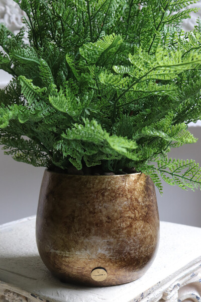 Paproć Gold Hilton, paproć w ozdobnej donicy