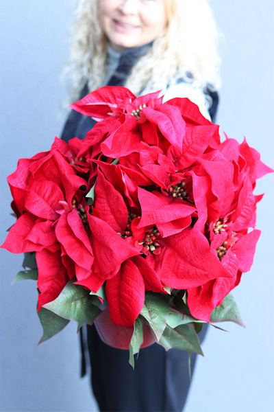 Gwiazda Betlejemska Redania, świąteczna kompozycja, wym.33x45cm 