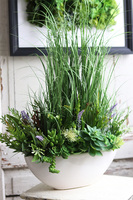 Laos Nrefrio, kompozycja trawy & sukulenty w białej donicy, wys.70cm