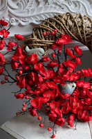 wianek, Jabłoń Czerwona