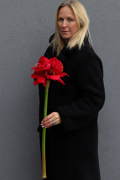 Amarylis Czerwony Premium, czerwony kwiat amarylisa, dł.72cm 