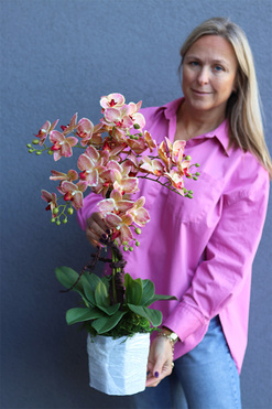 Castello Granada, storczyk w stretchu do obsadzenia, wys.70cm 