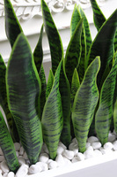 Sansewieria Fiberglass Marco 2, roślina sztuczna w donicy