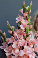 Mieczyki Mortario, bukiet nagrobny do położenia