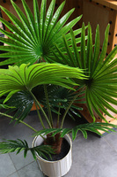 Palma Livistona Stripes, sztuczna roślina w doniczce