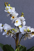 Słoneczna Aleja, gumowy storczyk w żółtej donicy