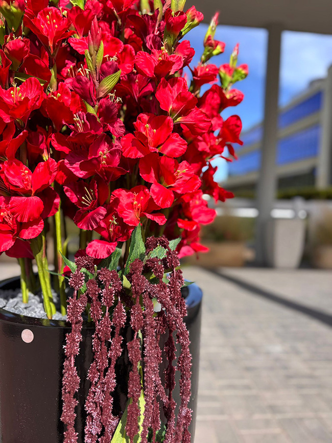 Fiberglass Black Mieczyki, ekskluzywna kompozycja w czarnej donicy