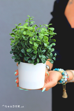 OD RĘKI Greento Bukszpan, sztuczna roślina w doniczce, wym.25x17x17cm