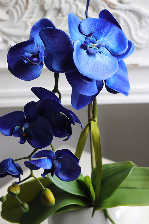 Azuria Orenia, niebieski storczyk w białej doniczce