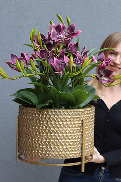 Goldenario Harlow, gumowy storczyk w złotej donicy, wys.70cm