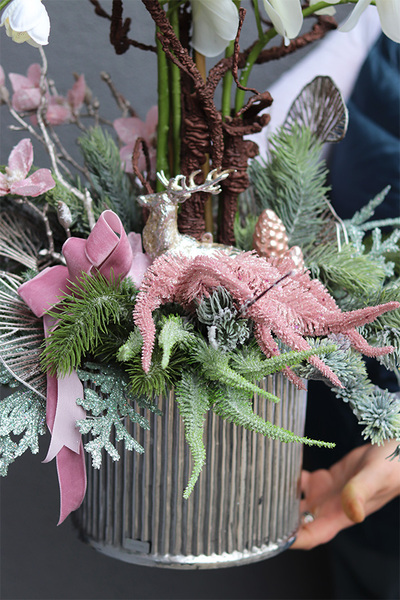 Nerutea, elegancki storczyk zimowy