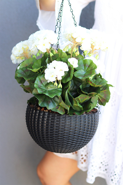 Pelargonia White, kompozycja pelargonie w wiszącej donicy