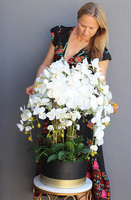 Blackisto Goldino A, elegancki storczyk w czarno-złotej donicy, wys.80cm